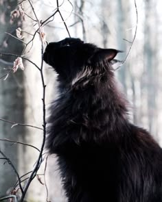 a black cat sitting on top of a tree branch