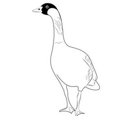 a black and white drawing of a duck standing on one leg with its head turned to the side