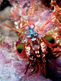 a close up of a sea animal on a coral