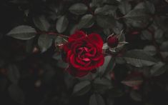 a single red rose with green leaves in the foreground and dark foliage in the background