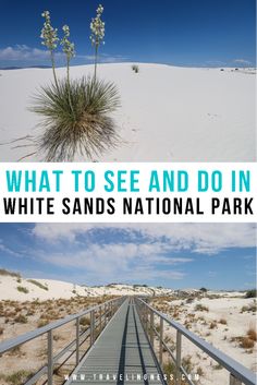 View of the white sand dunes with a small plant and the metal boardwalk on Interdune Trail at White Sands National Park. White Sand National Park New Mexico, New Mexico White Sands, Arizona And New Mexico Road Trip, White Sand Dunes New Mexico, White Sand National Park, New Mexico Travel