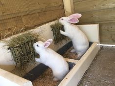 two white rabbits in their pen eating hay