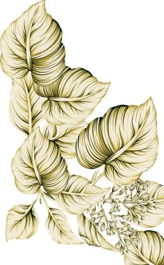 a drawing of some leaves on a white background