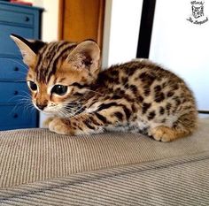 a small kitten sitting on top of a bed next to a blue dresser freezer