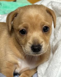 a small brown dog laying on top of a bed