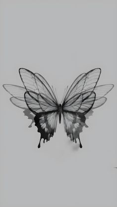 a black and white photo of a butterfly