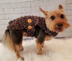 a small dog wearing a sweater with buttons on it's collar, standing on a white rug