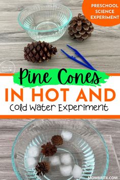 pine cones in hot and cold water experiment with text overlay that reads pine cones in hot and cold water experiment