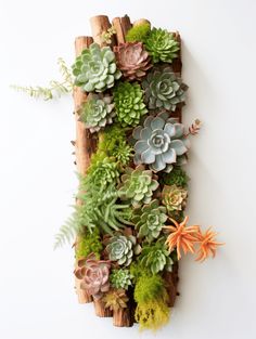 Living Wall Succulents: A Vibrant Vertical Garden Display Wall Succulents, Diy Living Wall, Succulent Wall Hanging, Living Wall Planter, Diy Wall Planter, Succulent Wall Planter, Succulent Frame, Vertical Succulent Gardens, Succulent Display