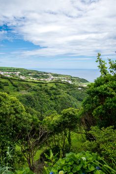 a lush green hillside covered in lots of trees and bushes next to the ocean on a sunny day