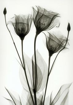 black and white photograph of flowers with butterflies