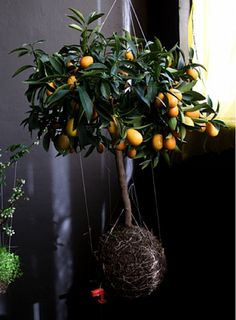 three hanging oranges on a tree in front of a window