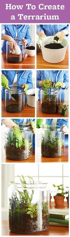 how to create a terrarium