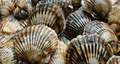 many seashells are gathered together on the beach