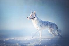 a white dog is walking through the foggy sky with a frisbee in its mouth