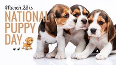 two puppies are standing next to each other in front of a national puppy day sign