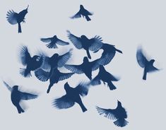 a flock of birds flying in the sky with their wings spread out and there is no image to describe