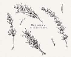 rosemary hand drawn illustrations on white paper