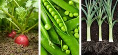 three different pictures of green beans, peas and radishes in the ground with dirt