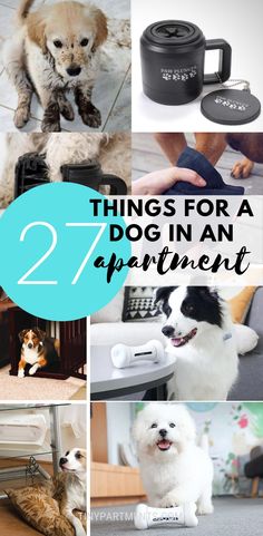 there are many things for a dog in an apartment that you can't miss