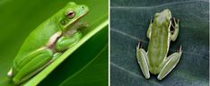 two pictures of a green frog sitting on a leaf and another photo of a tree frog