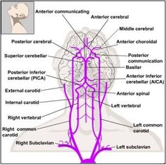 an image of the anatomy of the human head and neck with labels on each side