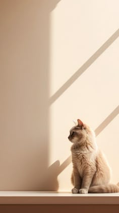 a white cat sitting on top of a wooden shelf next to a light colored wall