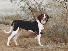 a brown and white dog standing on top of a dirt field next to a bush