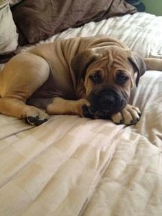 a large brown dog laying on top of a bed