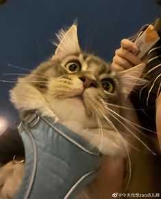 a cat is being petted by someone holding something in it's mouth while wearing a blue vest