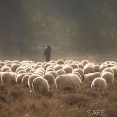 a herd of sheep standing on top of a dry grass field next to a forest