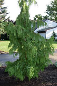 a green tree in front of a house