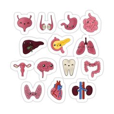 various types of human organs sticker