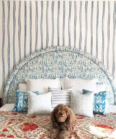 a dog is sitting on the bed in front of it's headboard and pillows