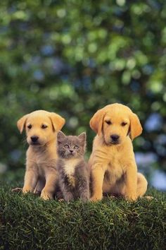 three puppies and a kitten are sitting in the grass with trees in the background