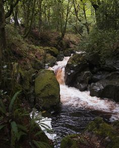 a stream running through a lush green forest