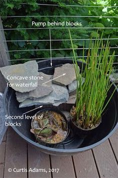 the parts of a plant in a pot on a wooden deck with plants and rocks