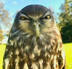 an owl is standing in the grass with its eyes wide open