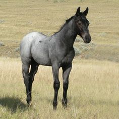 a black horse standing on top of a dry grass field