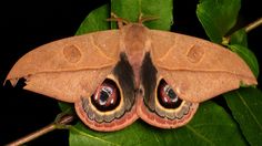 a close up of a moth on a leaf