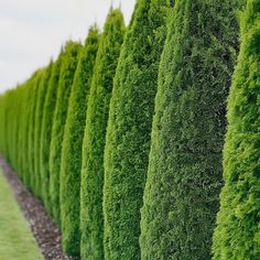 a row of green trees lined up along the side of a road