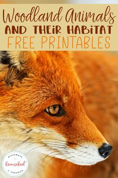 a red fox with the title woodland animals and their habitat, free printables