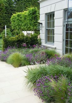 an outdoor garden with purple flowers and green plants in front of a white house on a sunny day