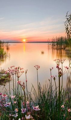 the sun is setting over some water with flowers in the foreground and reeds in the foreground