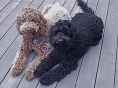 two dogs laying down on a wooden deck