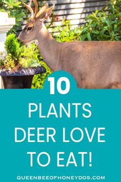 a deer standing in front of a house with the words 10 plants deer love to eat