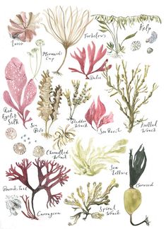 an illustration of seaweed and corals from the book ocean plants, by person