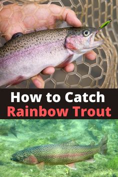 how to catch rainbow trout in the water and on land with text overlay that reads, how to catch rainbow trout