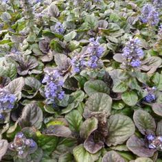 blue flowers and green leaves are growing in the ground