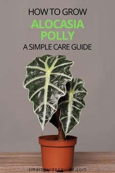 a potted plant with the text how to grow alocasia polya a simple care guide